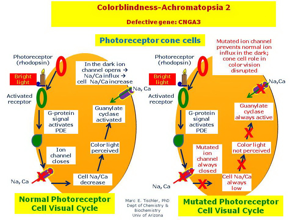 Colorblindness-Achromatopsia 2 | Hereditary Ocular Diseases